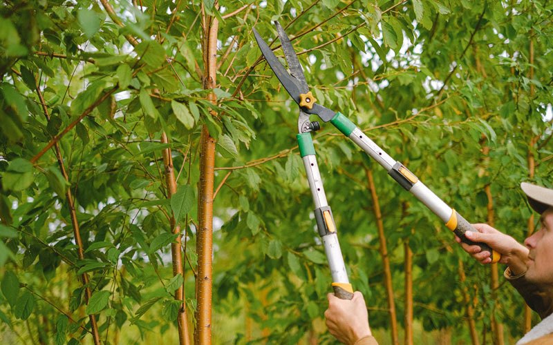Tree trimming in Sloan, IA